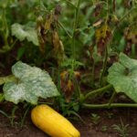 Importancia del control de hongos y bacterias en las cosechas