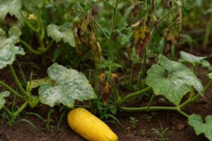 Read more about the article Importancia del control de hongos y bacterias en las cosechas