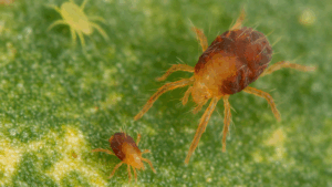 Read more about the article El problema de los ácaros en los Cultivos