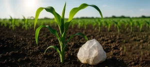 Read more about the article ¿Por Qué es Importante el Silicio en la Agricultura?